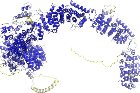 «AlphaFold 3» sagt Struktur aller Moleküle des Lebens voraus