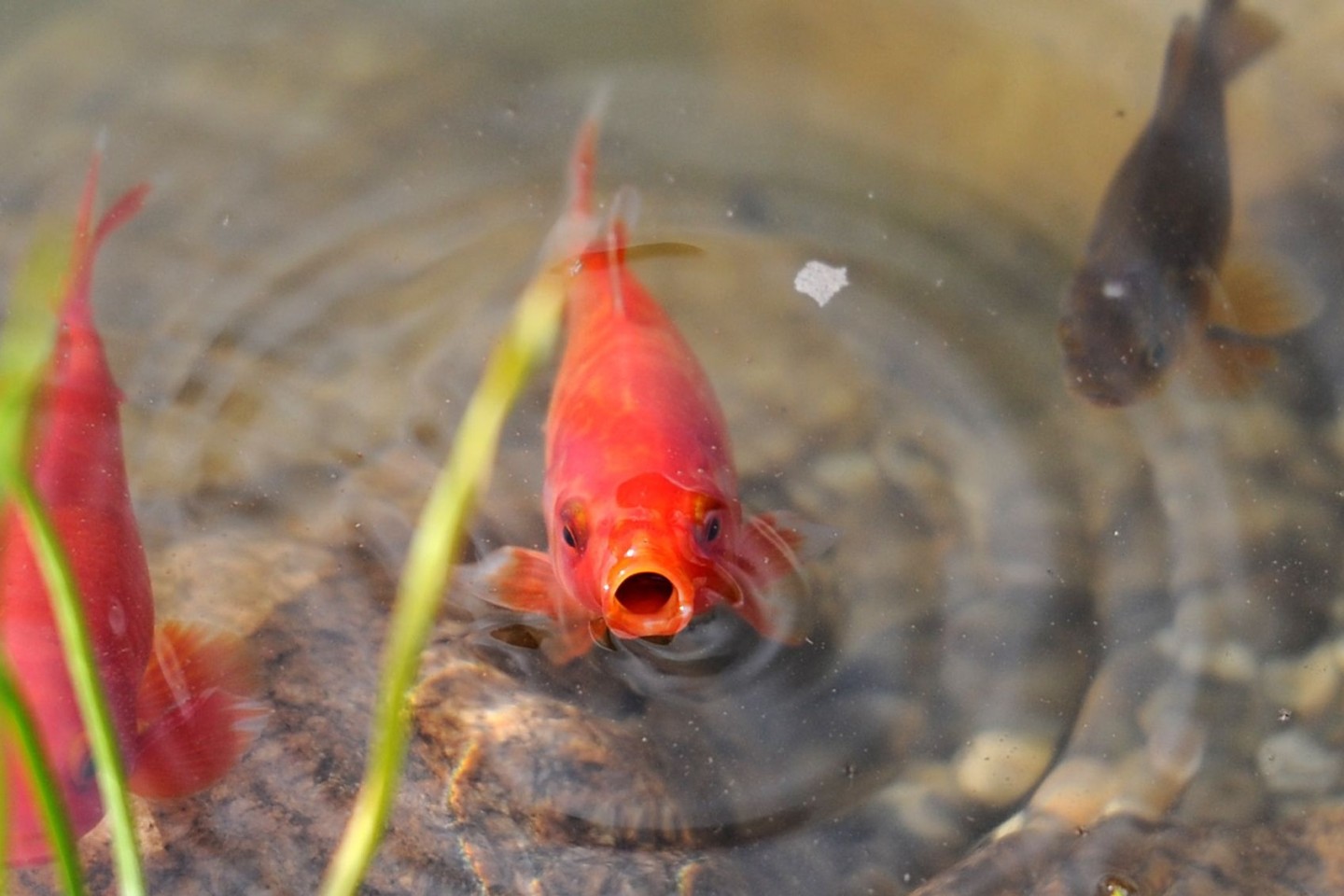 Goldfische werden oft als Haustiere im Teich gehalten.