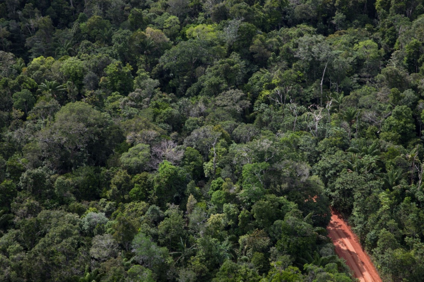 Ein Weg geht durch den Amazonas-Regenwald in Manaus: Experten befürchten, die jüngsten Daten könnten auf ein erhöhtes Risiko für ein weiteres verheerendes Jahr hindeuten.