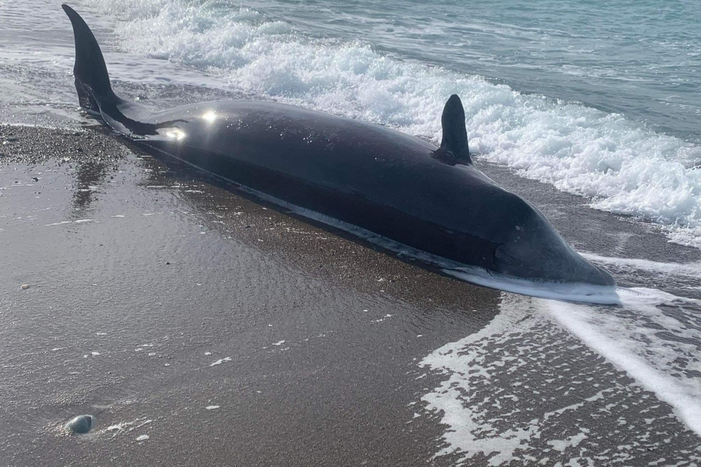 Ein Schnabelwal liegt tot an der Küste Zyperns. Die Todesursache ist laut Fischereibehörde bislang ungeklärt.