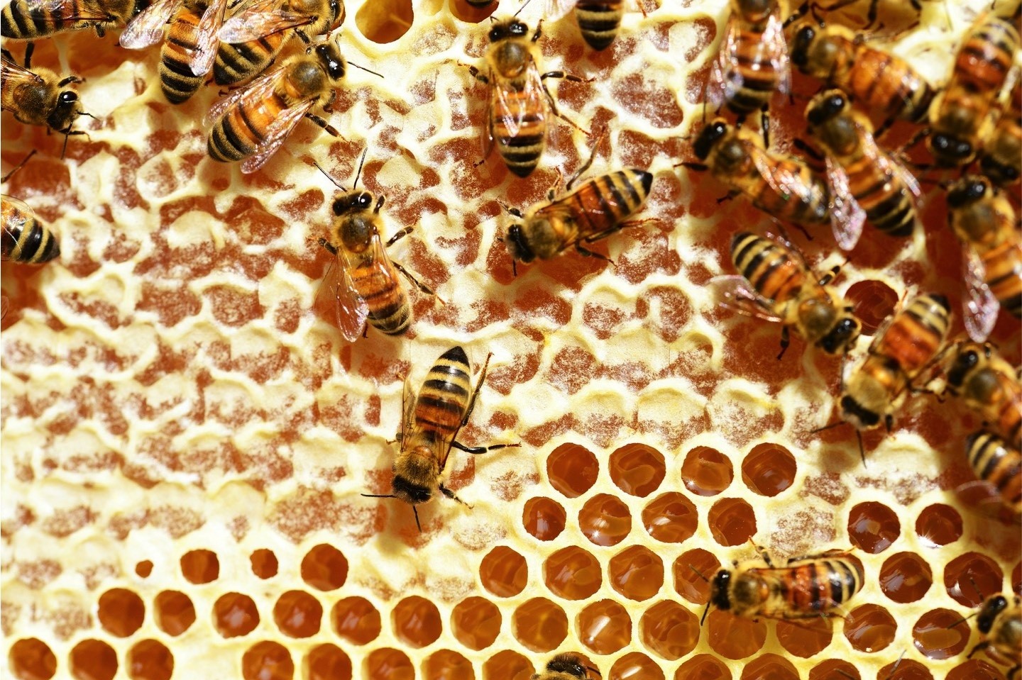 Amerikanische Faulbrut,Bienen,Kreis Warendorf,ungefährlich,