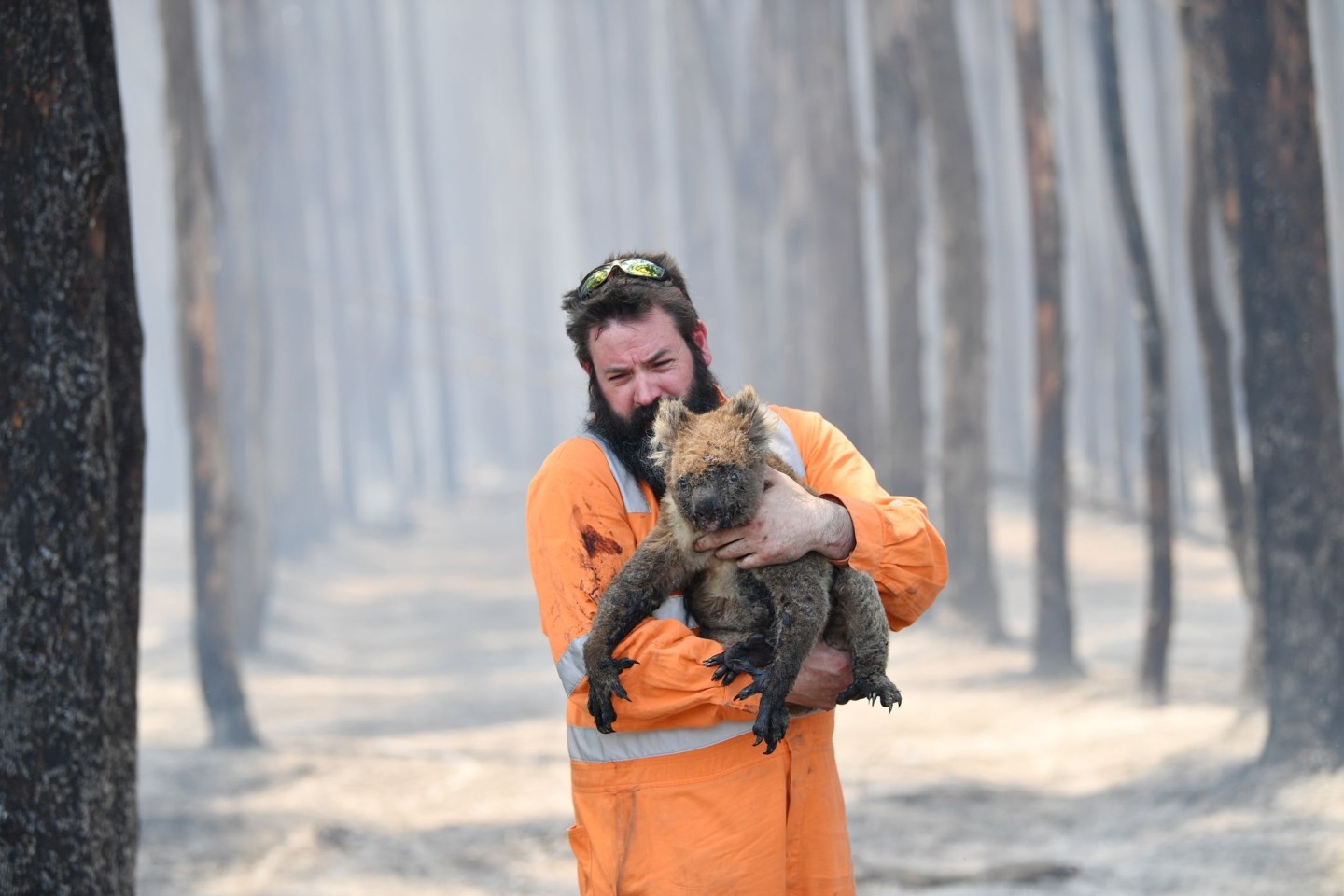 Ein Wildtierretter im Einsatz: Die Buschfeuer in Australien haben den Koalas schwer zugesetzt (Archivbild).