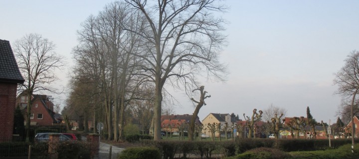 Baum,Stadt,Warendorf,