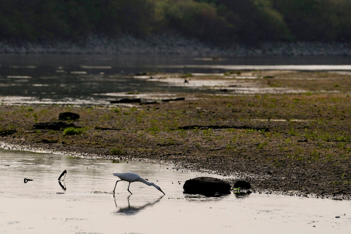 Ein Reiher sucht Fressen am Fluss Po. Der größte Fluss Italiens verwandelt sich aufgrund des ausbleibenden Regens in eine lange Sandfläche.