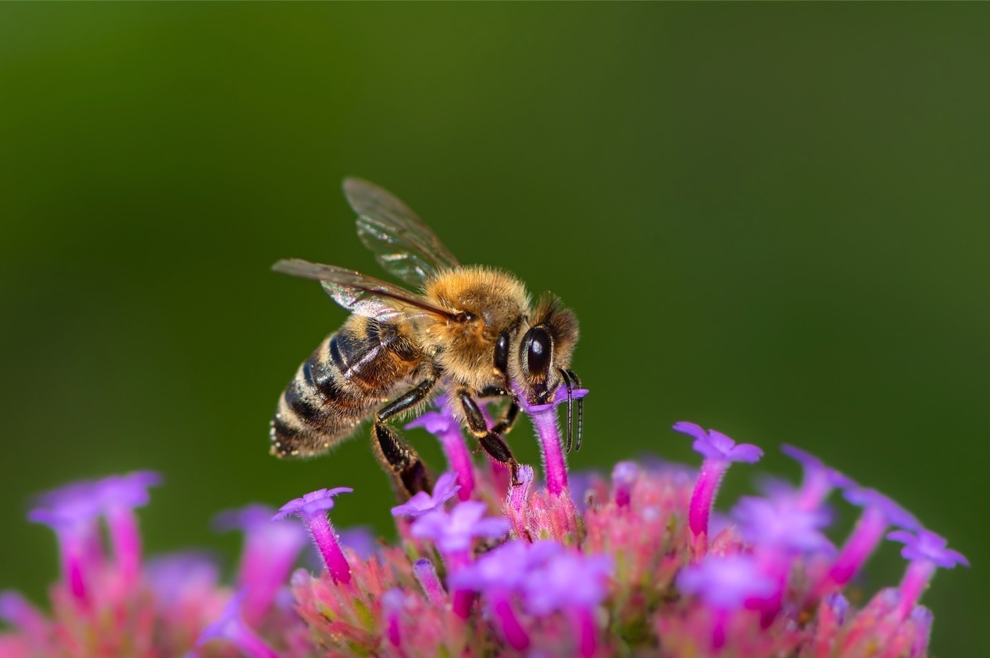 Bienen,Kreis Warendorf,Bioblitz 2022,Pflanzenbestäubende,Insekten,
