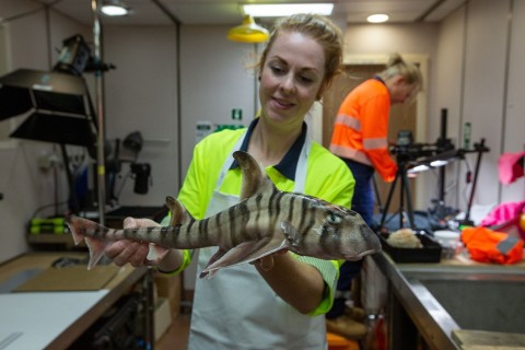Bisher unbekannte Haiart vor Australien entdeckt