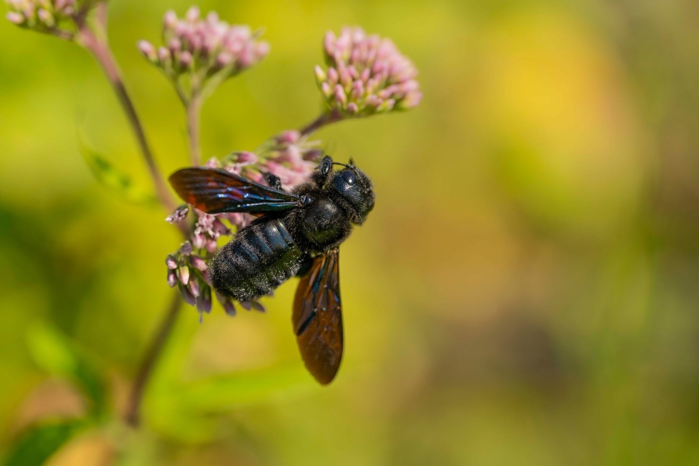 Blauschwarze Holzbienen zählen zu den größten Wildbienen in Deutschland.