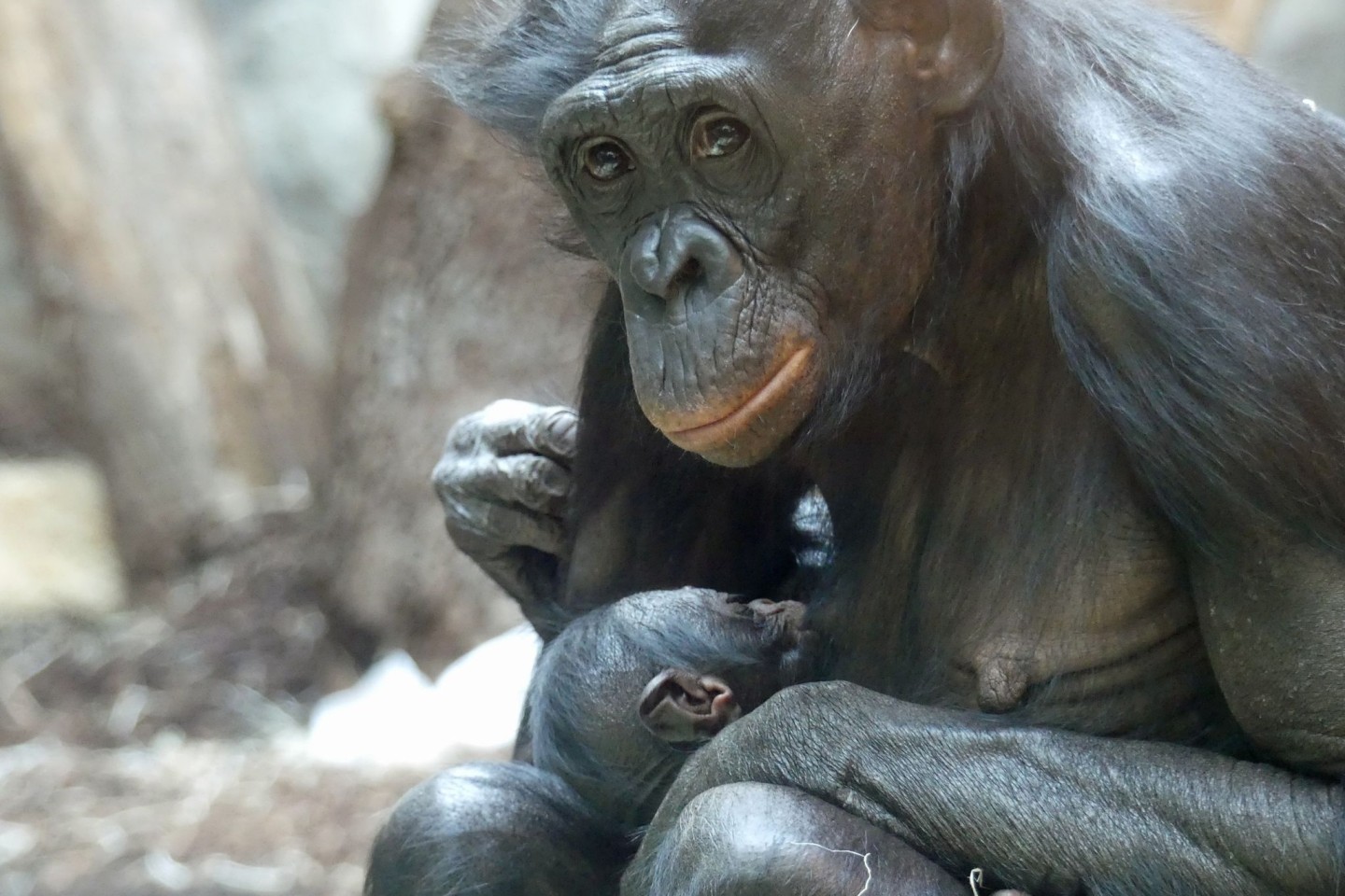 Bonobo-Weibchen «Nayoki» mit ihrem Jungtier im Frankfurter Zoo.