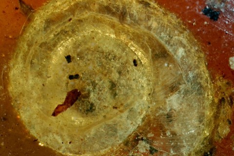 Colmar stellt 99 Millionen Jahre alte fossile Schnecke aus