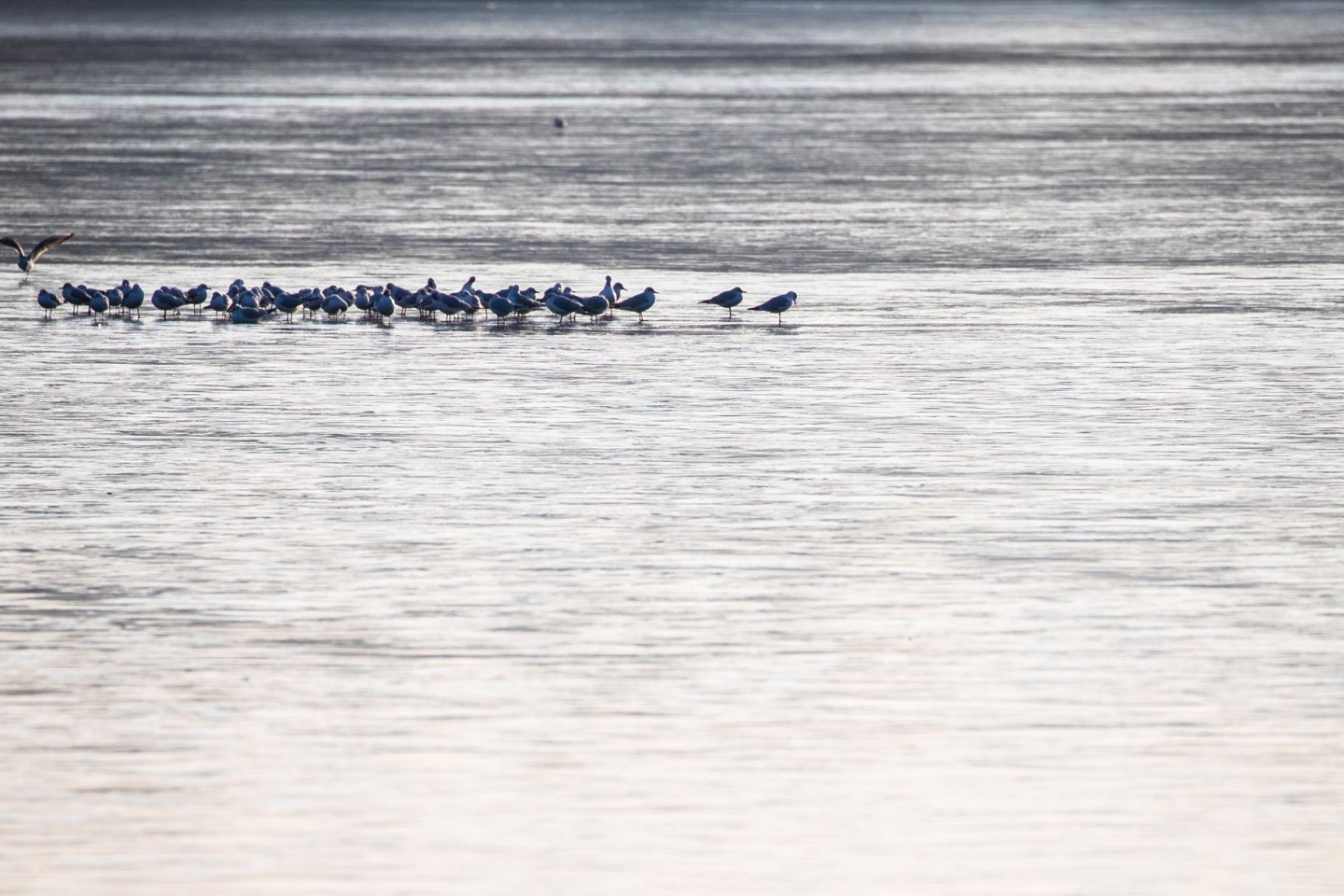 Möwen sitzen auf der dünnen Eisschicht eines Sees. Für Menschen könnte das gefährlich werden.