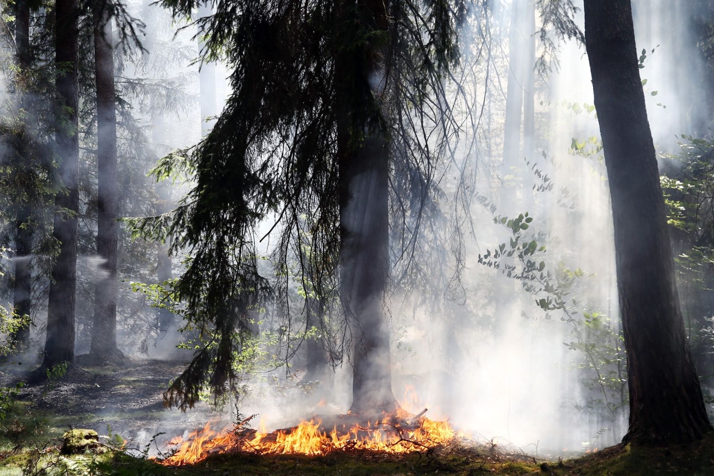 Seit Anfang Juli wurden nach Angaben des DLR mehrere Tausend Hektar Wald, Busch- und Weideland durch Feuer zerstört.