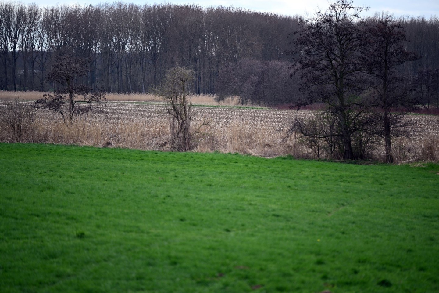 Die Rheinaue bei Meerbusch, wo vor 31 Jahren die Leiche einer 50-jährigen Frau gefunden wurde.