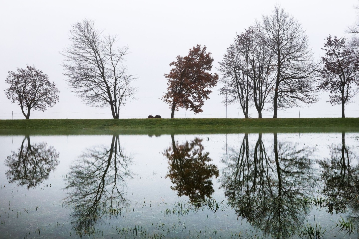 Bäume auf einem Damm bei Riedlingen (Baden-Württemberg) spiegeln sich im Hochwasser der Donau.