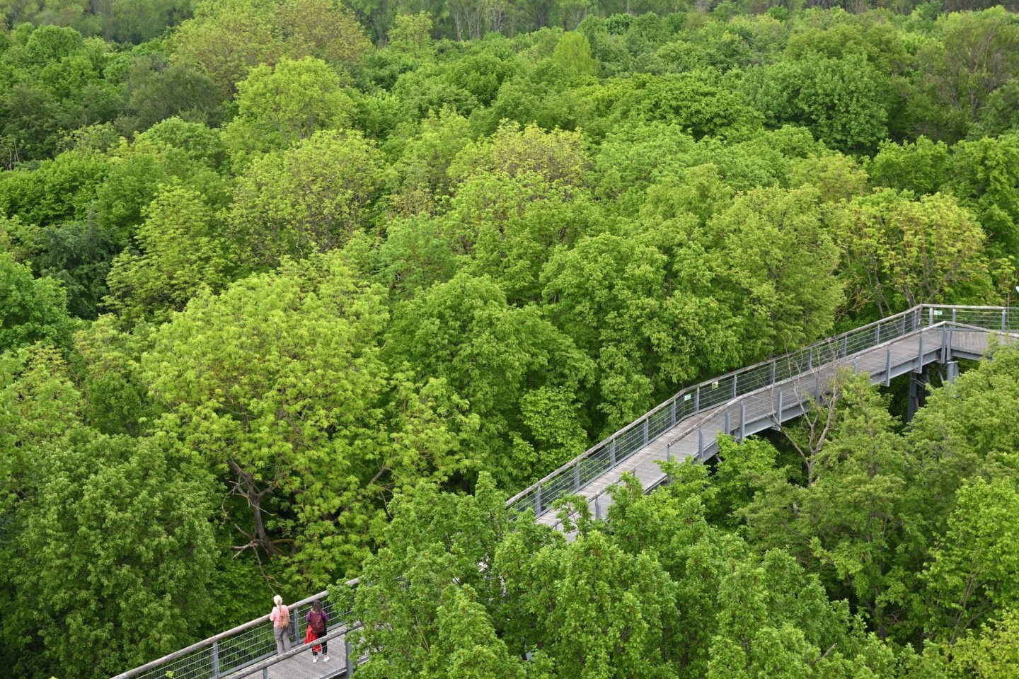 Besucher gehen über den Baumkronenpfad im Nationalpark Hainich unweit von Bad Langensalza. Der Nationalpark gehört seit 2011 zur Welterbestätte «Buchenurwälder der Karpaten und alte Buc...