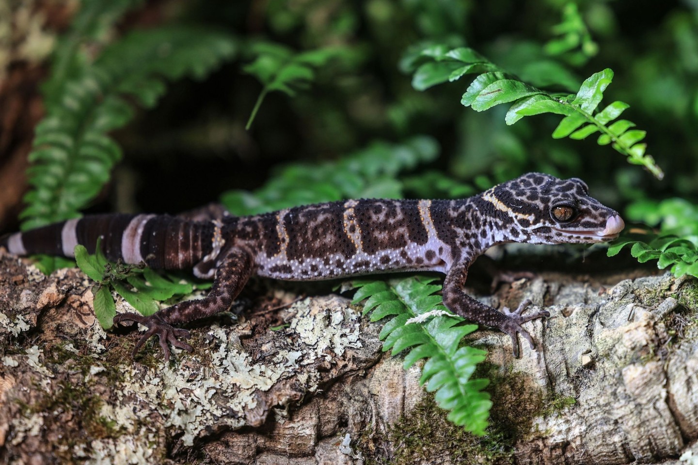 Ein Tigergecko sitzt im Zoo in Köln auf einem Baumstamm. Der Gecko ist das Zootier des Jahres 2024.