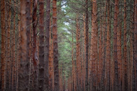 Deutsche Wälder im Klimastress 