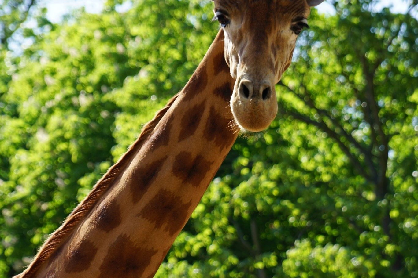 Der Giraffenbulle Diko lebt seit Jahren schon im Dresdner Zoo.
