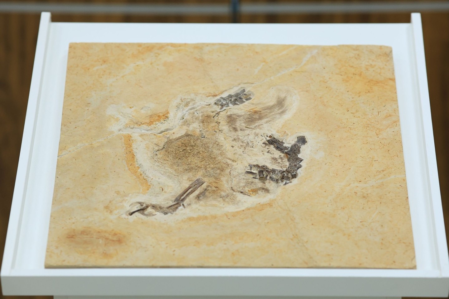Das Dinosaurier-Fossil des Ubirajara jubatus: Der Saurier stammt aus der Kreidezeit und lebte vor etwa 110 bis 115 Millionen Jahren.