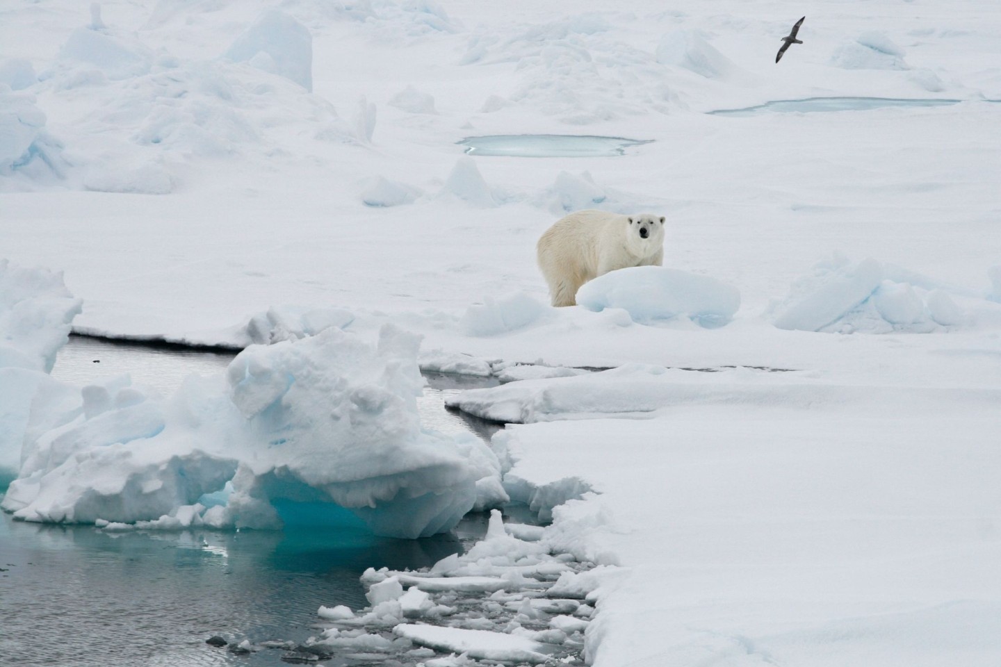 Ein Eisbär auf einer Eisscholle in Spitzbergen.