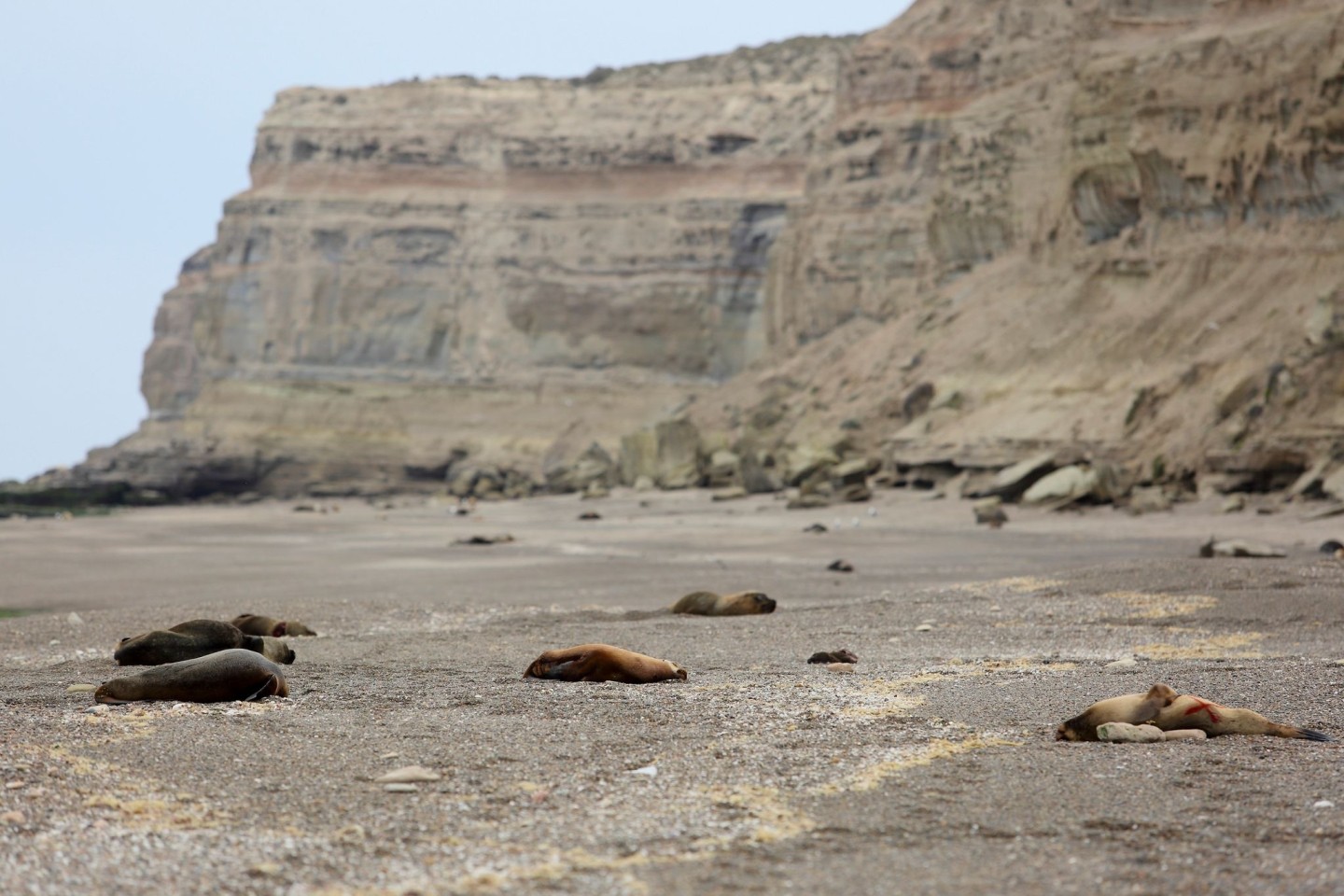 Zahlreiche tote Mähnenrobben liegen an einem patagonischen Atlantikstrand nahe Viedma.