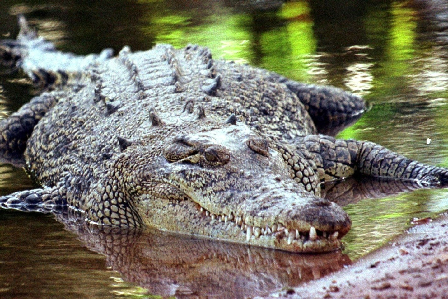 Krokodile sind keine Romantiker? Eine Studie der australischen University of the Sunshine Coast, die sich mit den Ausdrucksweisen und der «Sprache der Liebe» der Reptilien befasst, räumt...