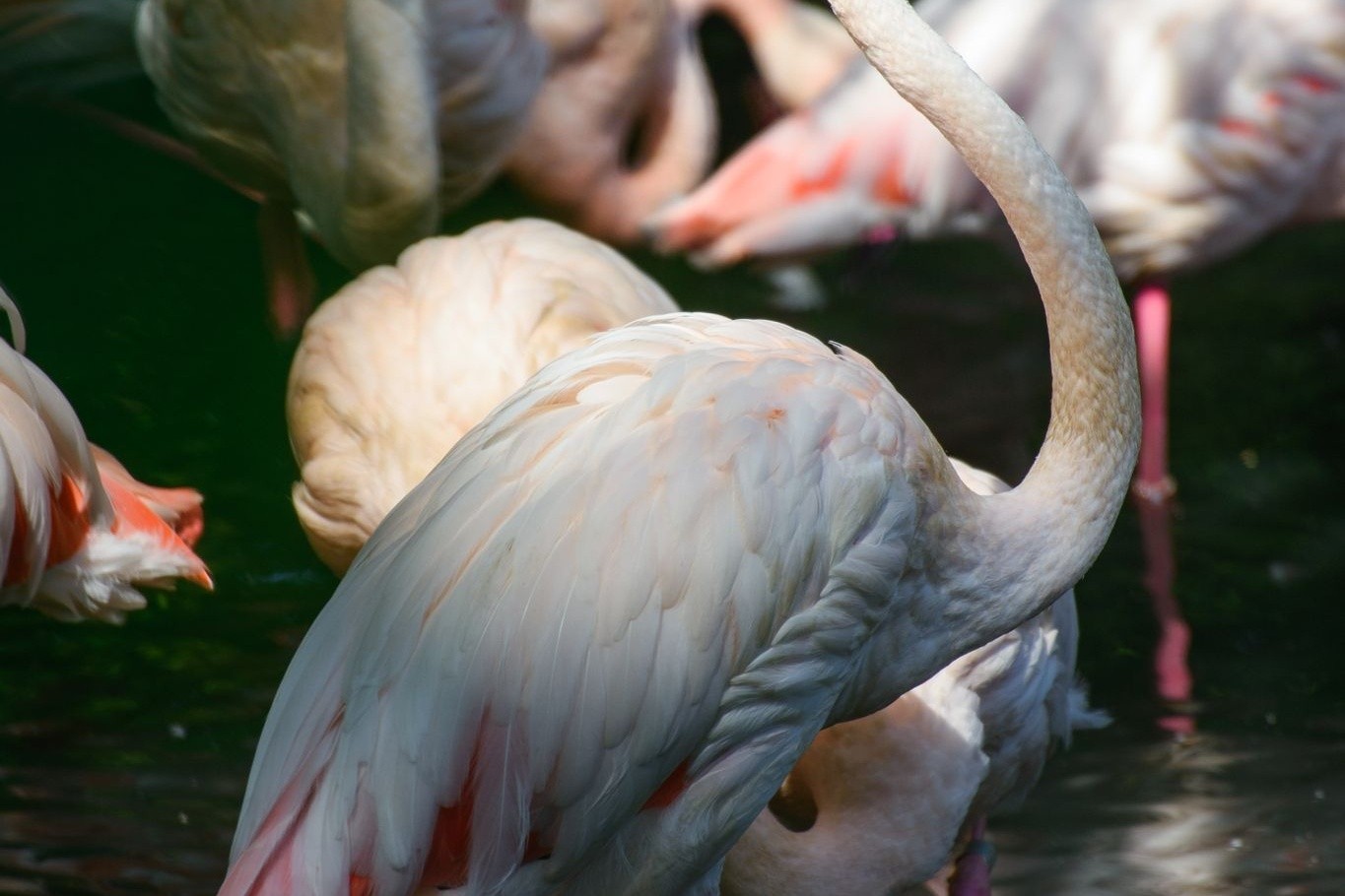 Flamingo Ingo steht in einem kleinen See im Berliner Zoo neben seinen Artgenossen. Seit mehr als 65 Jahren lebt er in dem traditionsreichen Tierpark.
