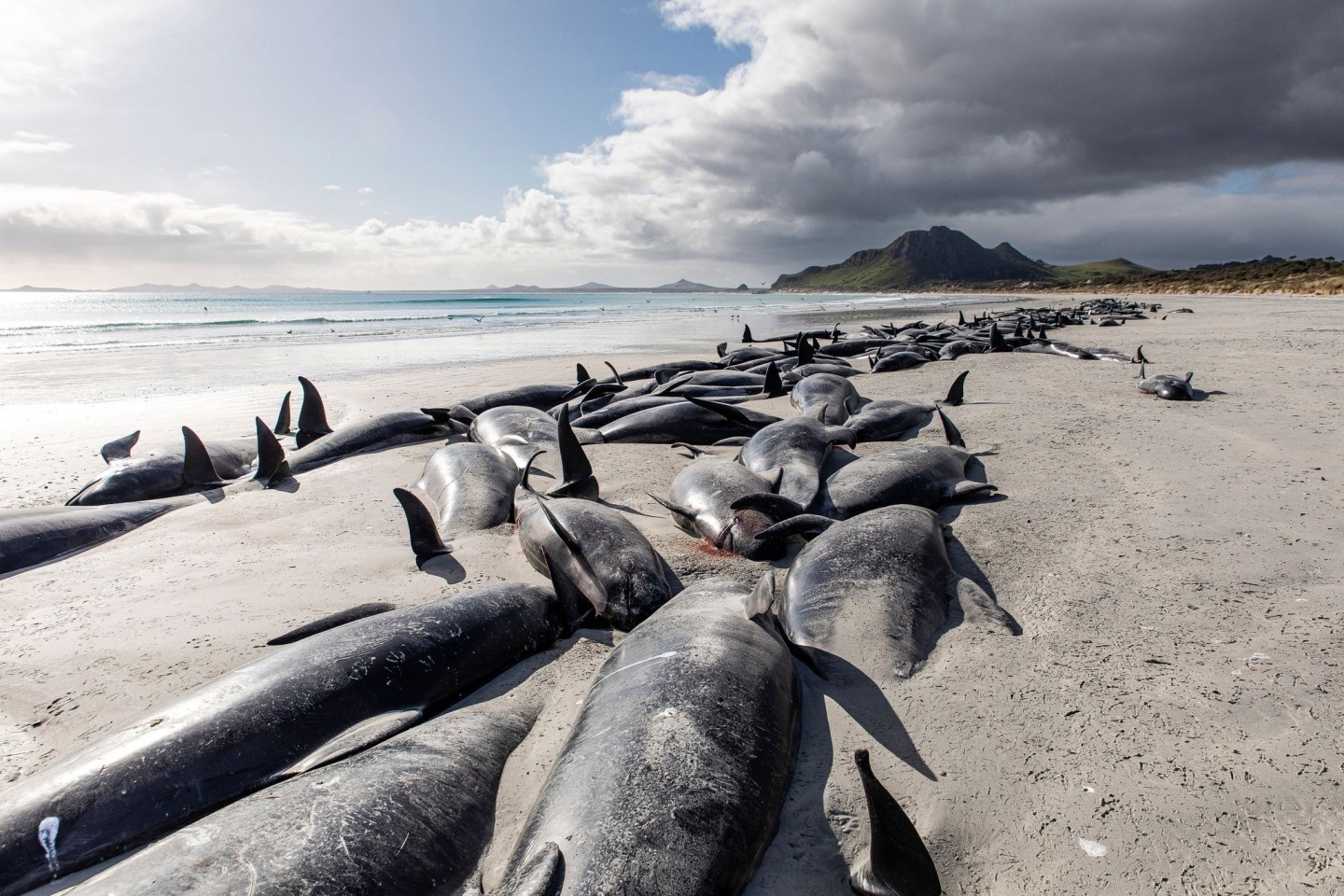 Eine Reihe von toten Grindwalen am Strand von Tupuangi Beach in Neuseeland.