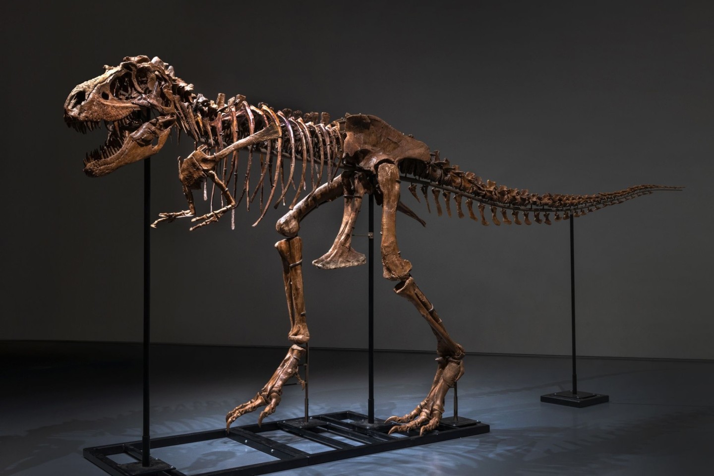 Knapp sieben Meter lang ist das Gorgosaurus-Skelett.