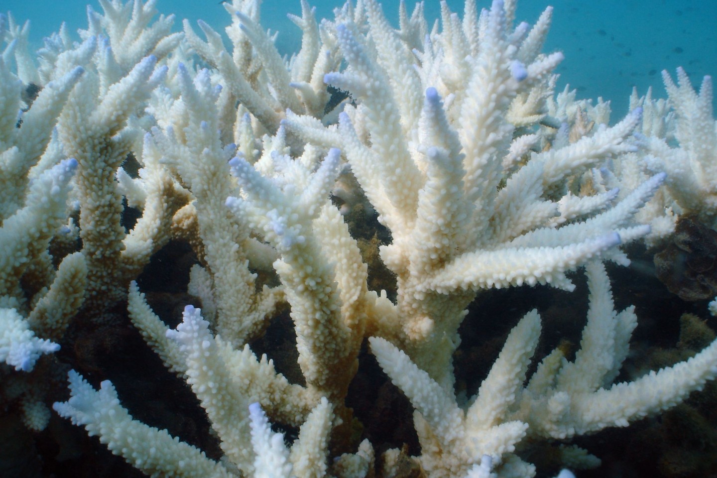 Immer mehr Korallenbänke mutieren zu einer Art unterseeischem Geisterwald. Statt sich in ihrer Farbenpracht zu zeigen, verlieren die Nesseltiere ihre Couleur und stehen fahl und weiß da.