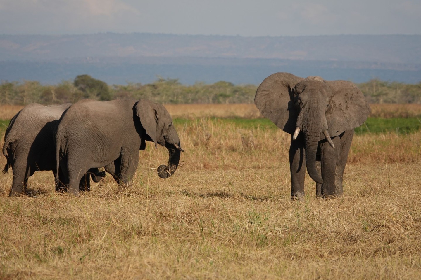 Elefanten stehen im Ruaha-Nationalpark.