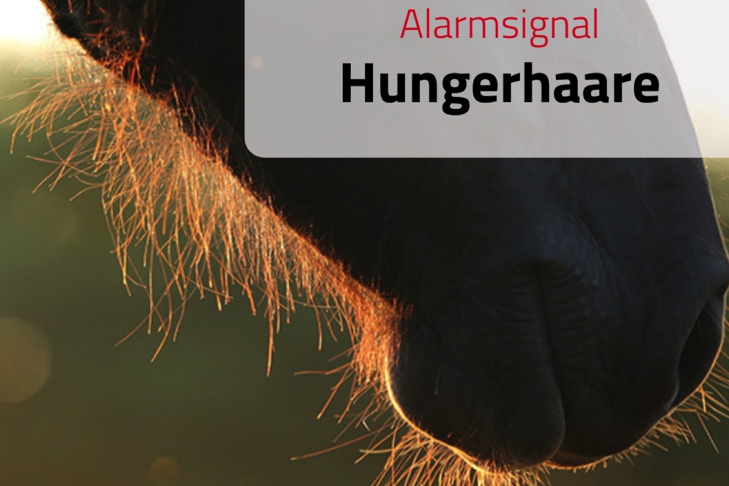 Hungerhaare,Tierheilpraxis Angela Esser, Everswinkel,Alarmsignal,