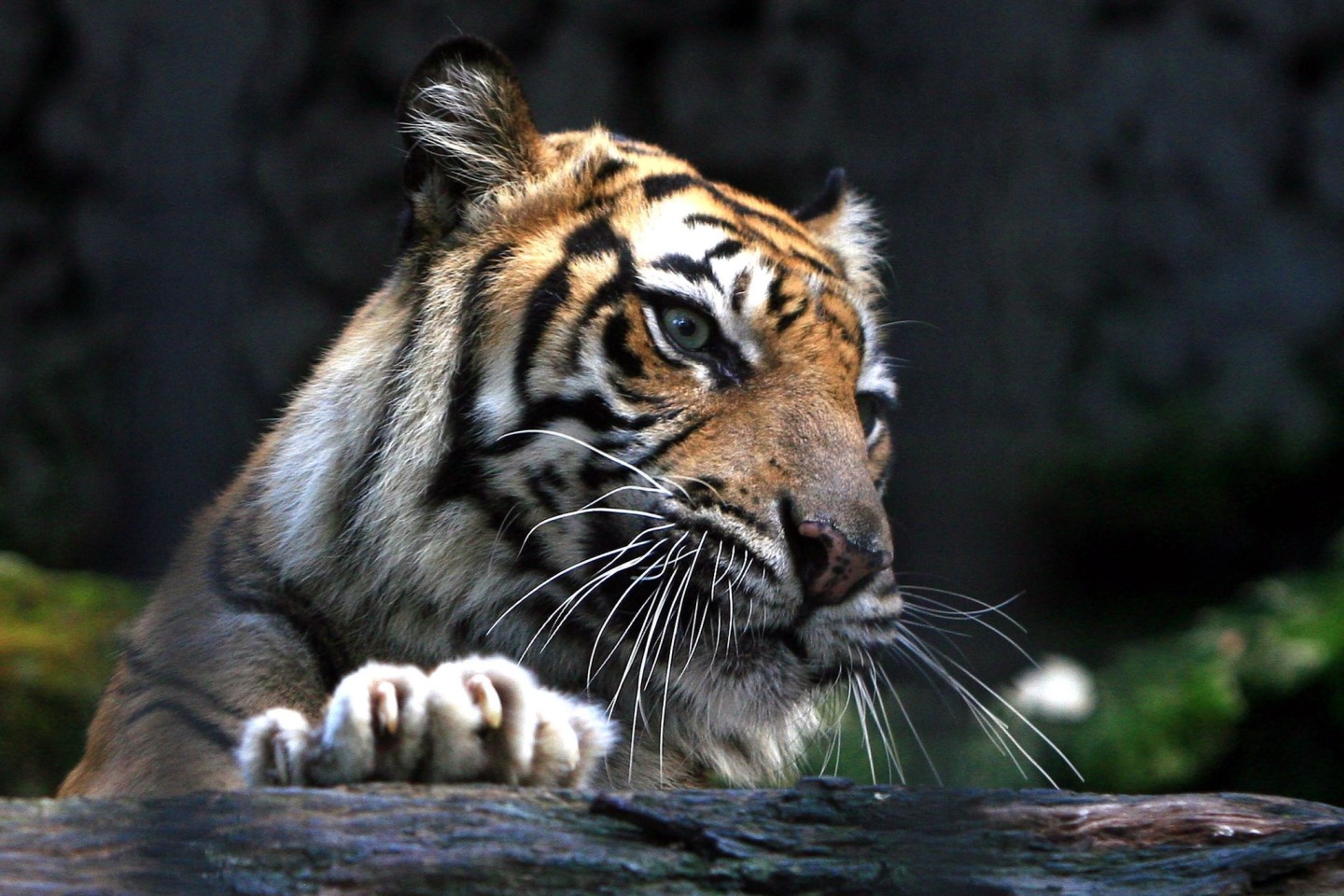 Ein Sumatra-Tiger im Zoo von Surabaya, Indonesien. Ein Tiger dieser Art hat einen Mann angegriffen.