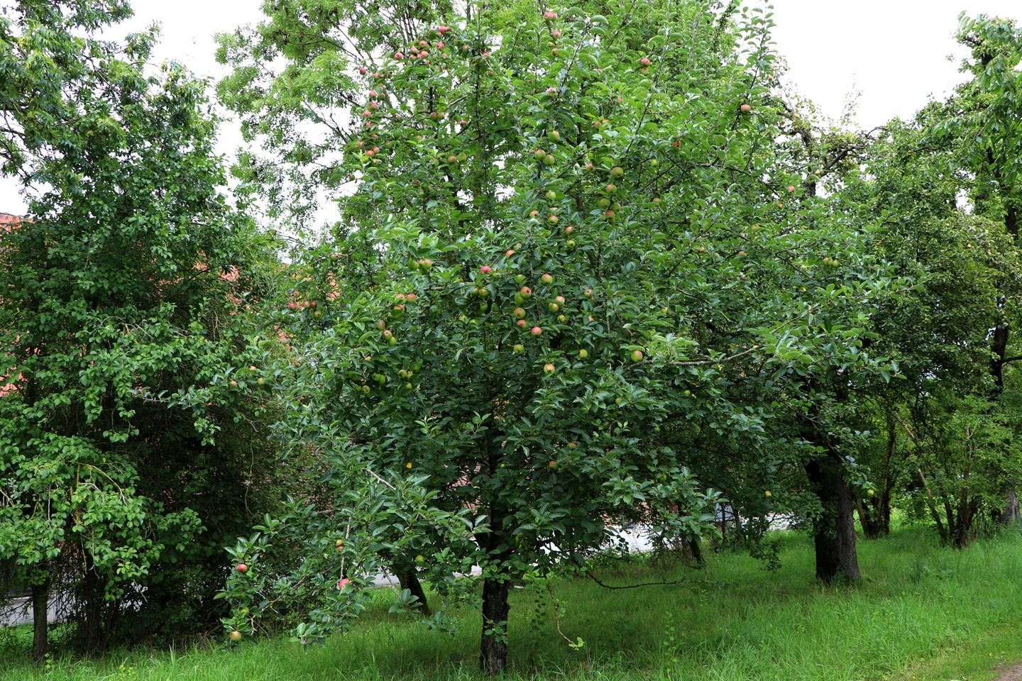Kreis Warendorf,Umweltschutz,Apfelbäume,pflanzen,geschenkt,