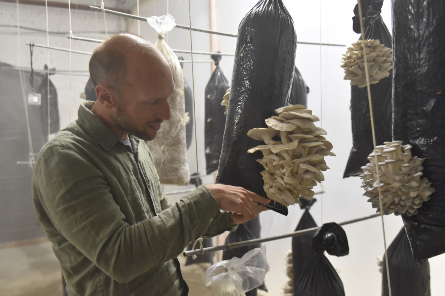 Stijn Roovers, Manager bei Permafungi, hält einen mit Kaffeesatz gefüllten Plastiksack, auf dem Austernpilze wachsen, in die Kamera. Das belgische Unternehmen züchtet Austernpilze mit alt...