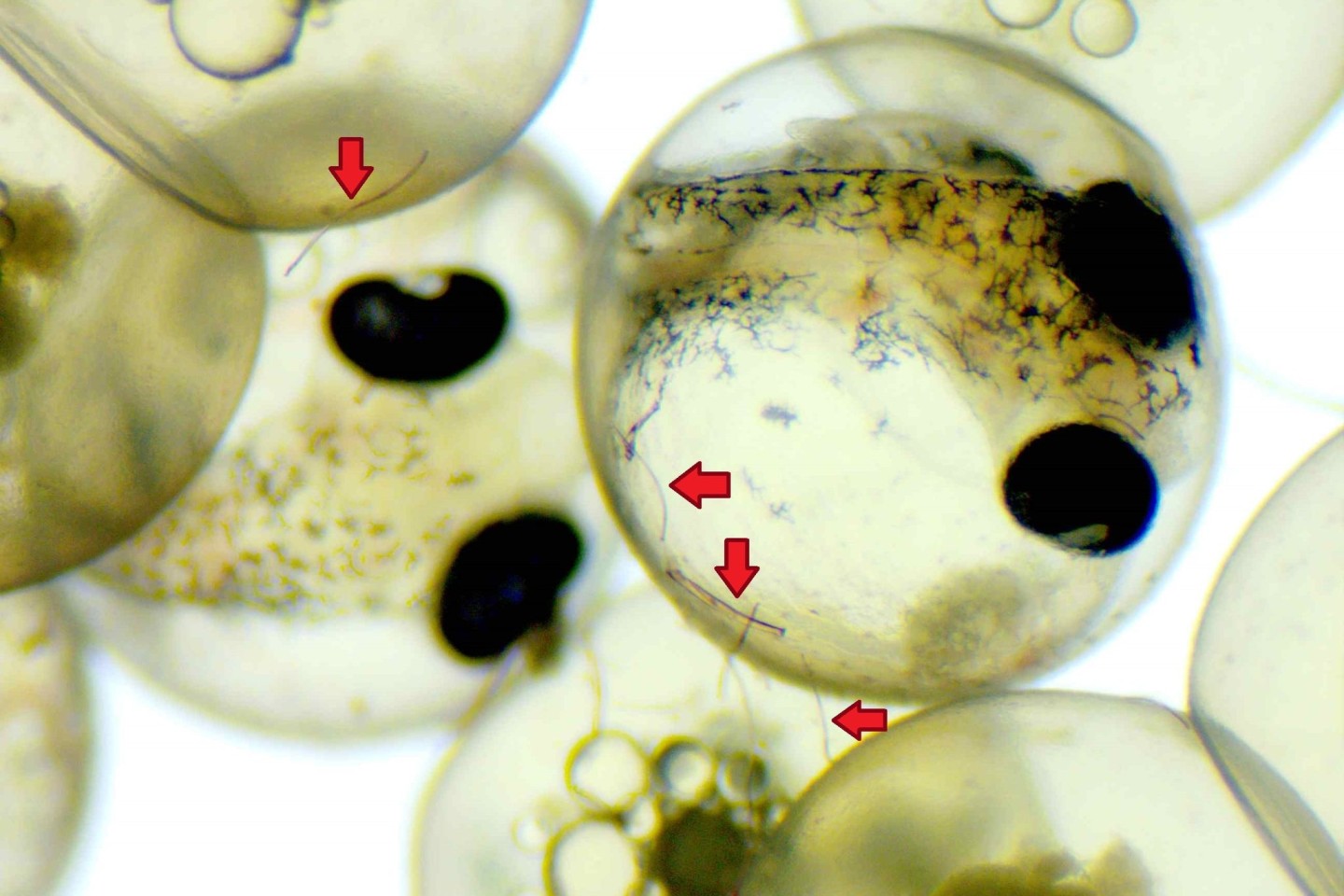 Fisch-Embryonen entwickeln sich trotz anhaftender Mikroplastikfasern (Pfeile) unbeschadet.