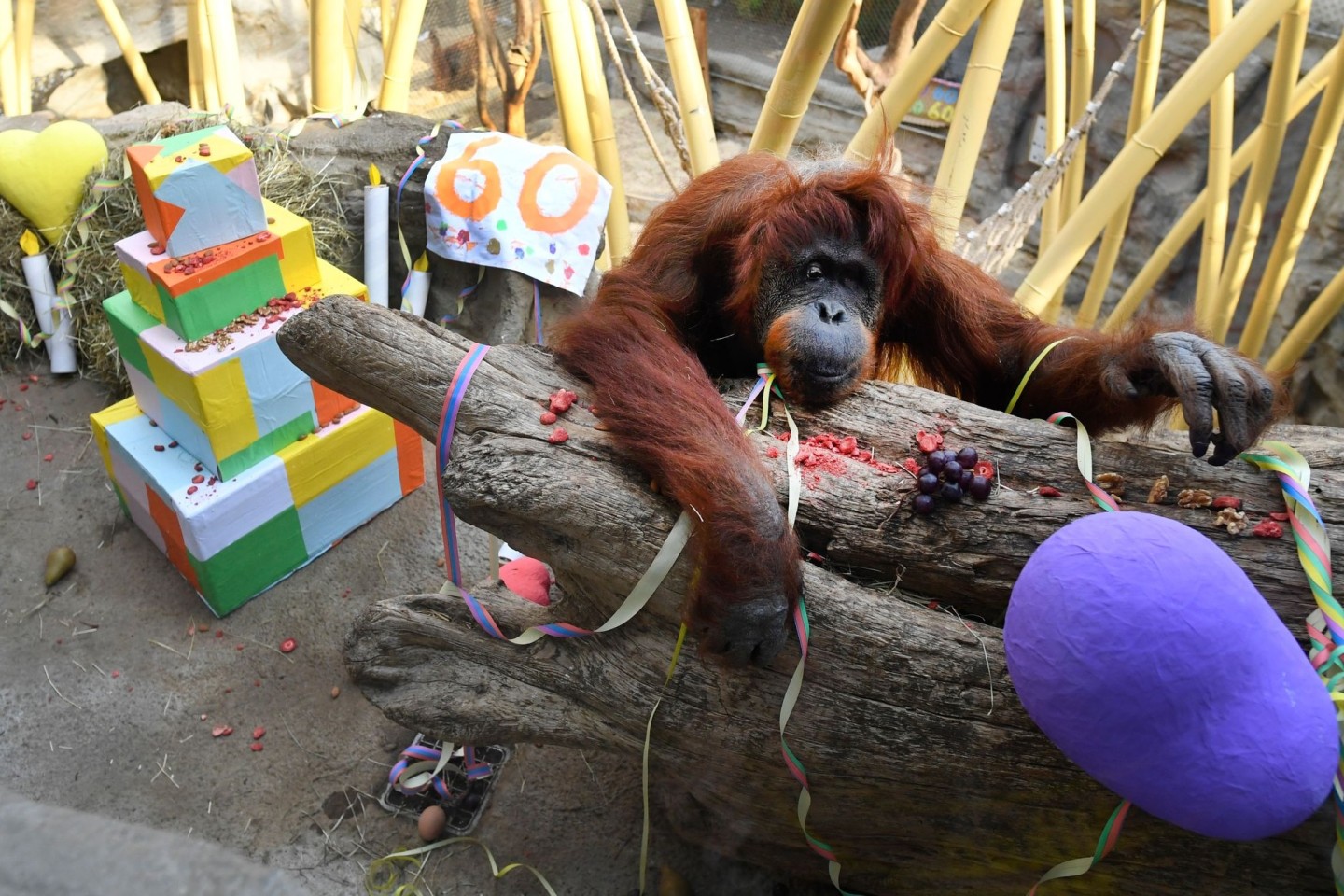 Mal ein bisschen abhängen: Orang-Utan-Weibchen Kasih an seinem 60. Geburtstag.