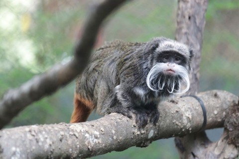 Rätselhafte Vorfälle in US-Zoo: Zwei Affen verschwunden