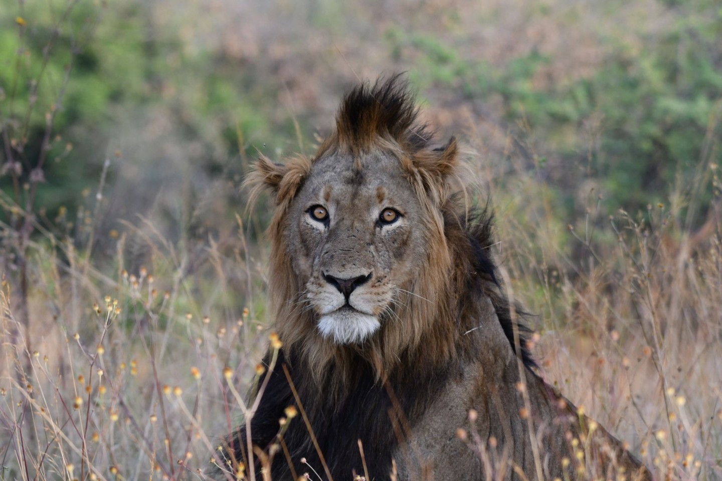 Ein Löwe im Akagere Nationalpark im ostafrikanischen Ruanda.