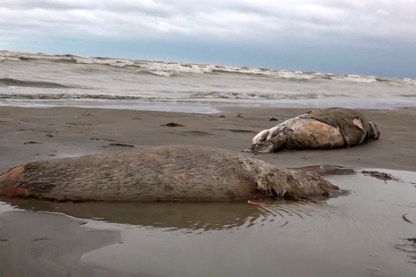 Zwei tote Robben liegen am Strand des Kaspischen Meers in Dagestan.