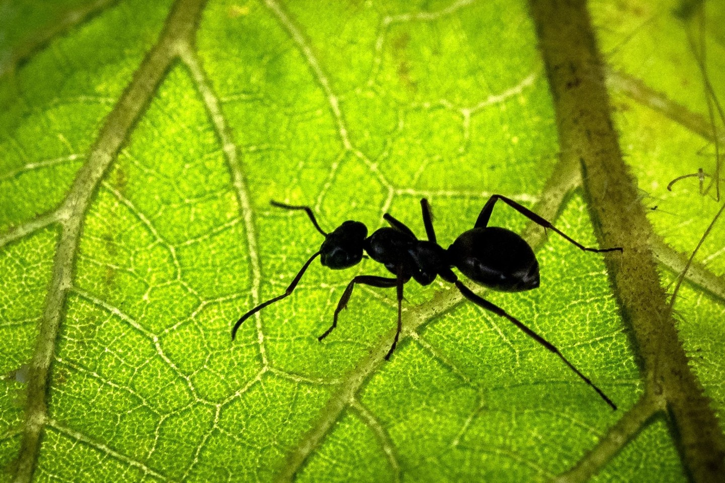 Eine Ameise sitzt auf der Unterseite eines Blattes.