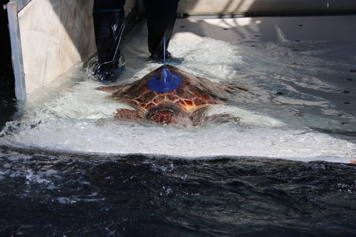 Die Meeresschildkröte Salina wurde mit einem Peilsender am Panzer ausgestattet und ins Meer freigelassen.