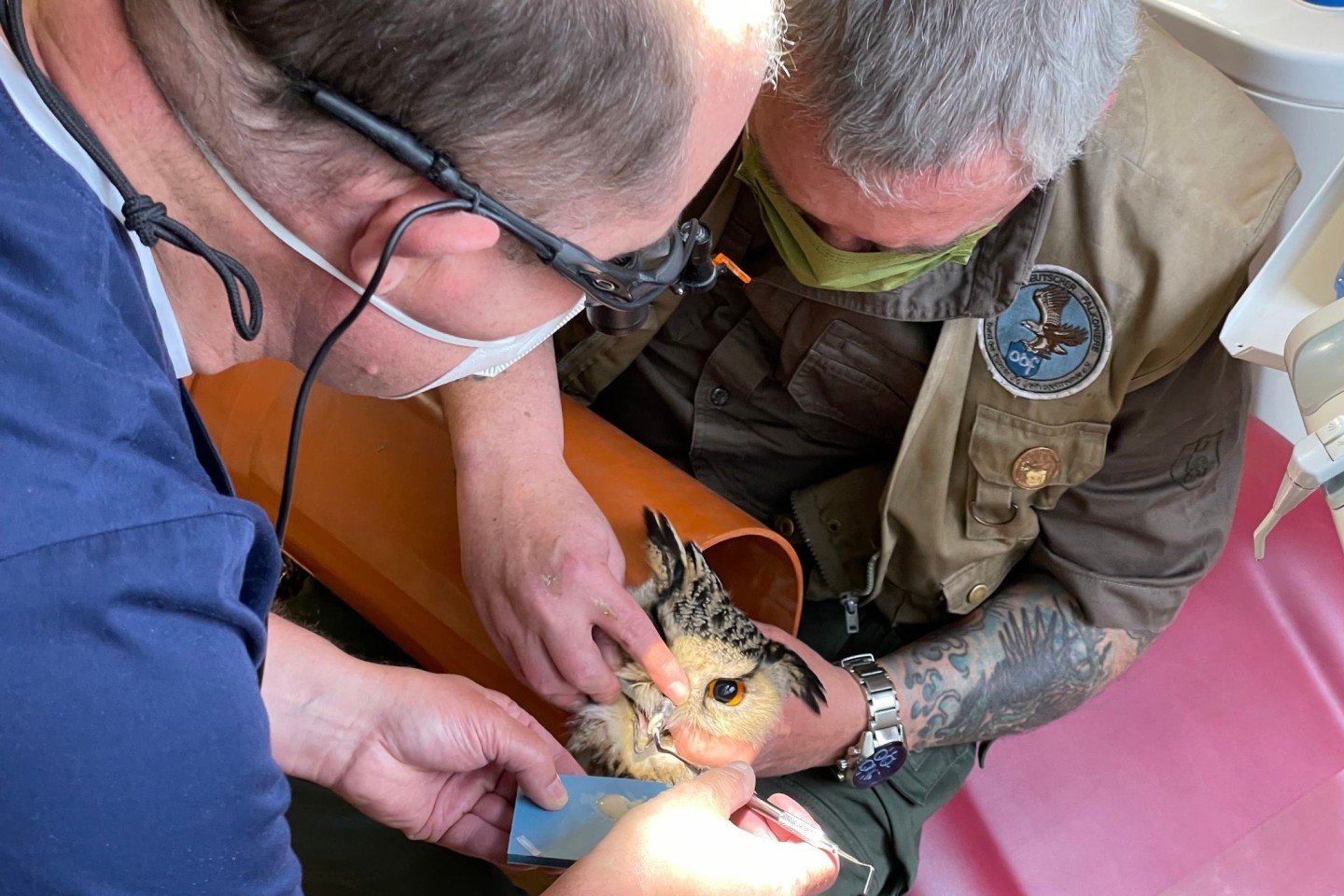 Ein Zahnarzt (l) aus Dorsten behandelt einen Uhu.