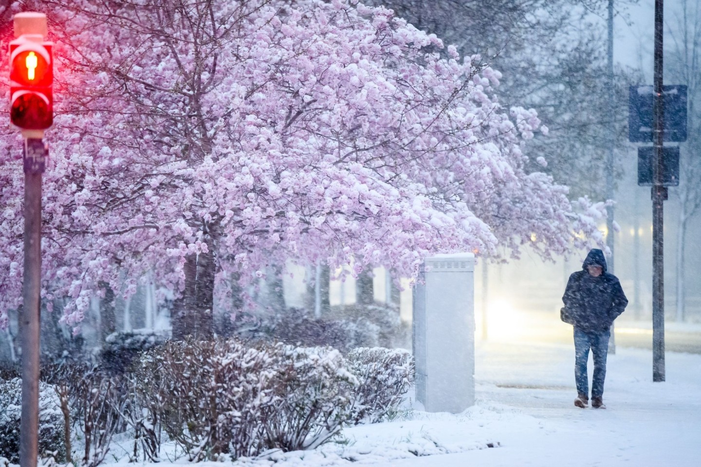 Schnee liegt auf einem blühenden Zierkirschbaum in der Region Hannover.