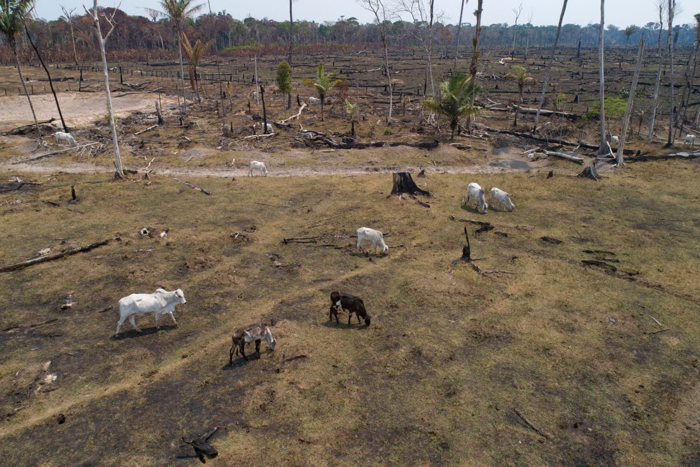 Rinder grasen auf einer verbrannten und abgeholzten Fläche in Brasilien.