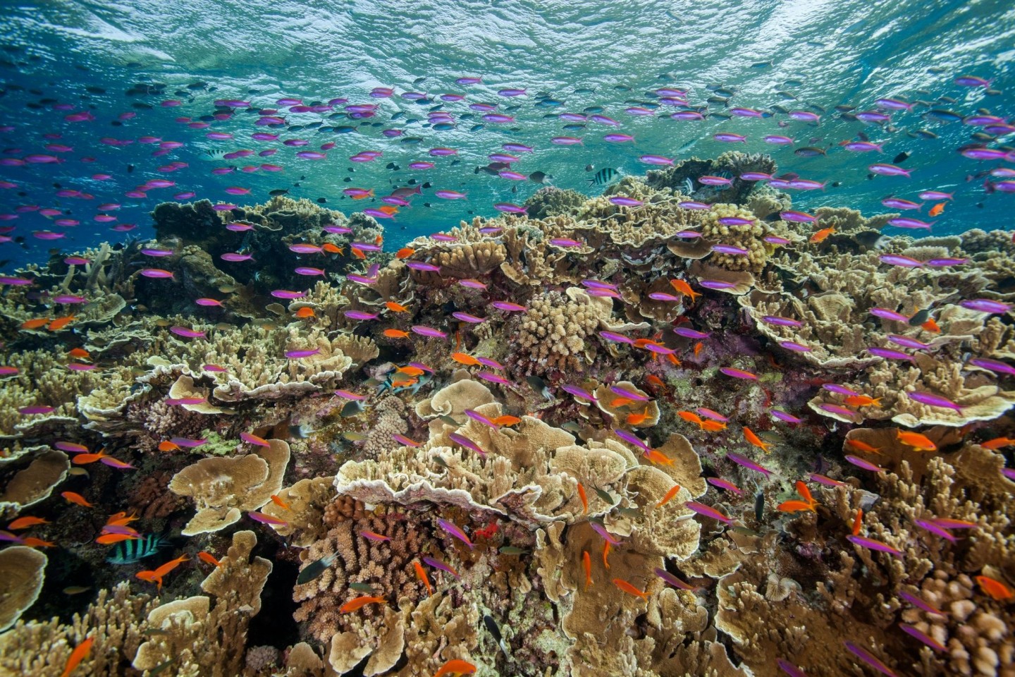 Die Temperaturen rund um das Great Barrier Reef liegen Wissenschaftlern zufolge deutlich über dem März-Durchschnitt.