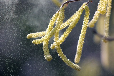 Trockenheit erlaubt Pollenallergikern kaum Pausen