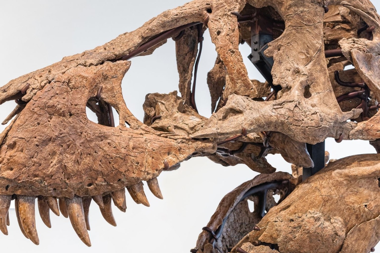 Der Tyrannosaurus-Schädel könnte bei einer Auktion in New York bis zu 20 Millionen US-Dollar einbringen.