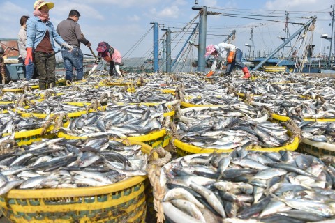 Überfischung der Weltmeere nimmt weiter zu