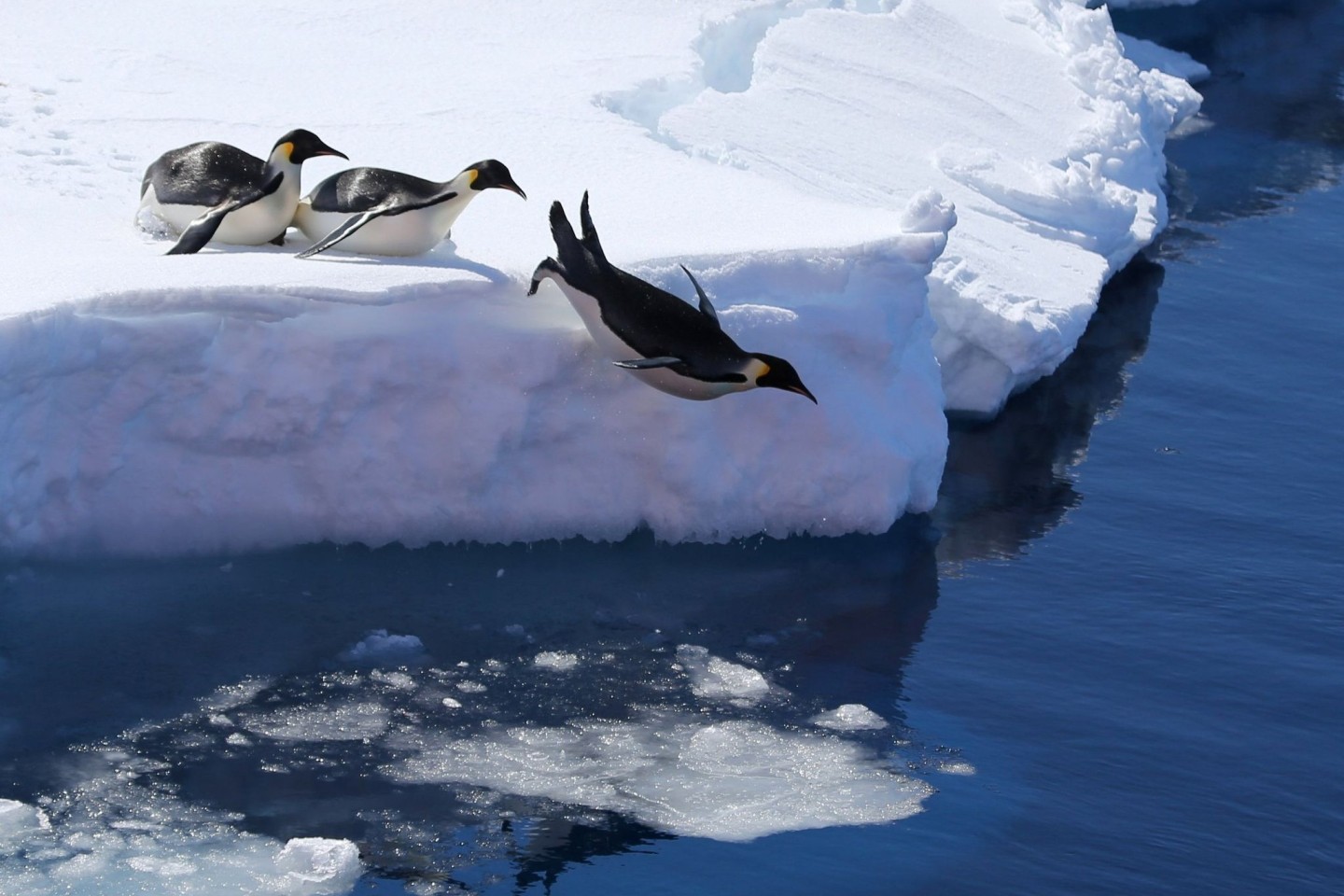 Kaiserpinguine in der Antarktis. Ihr Lebensraum ist in Gefahr.