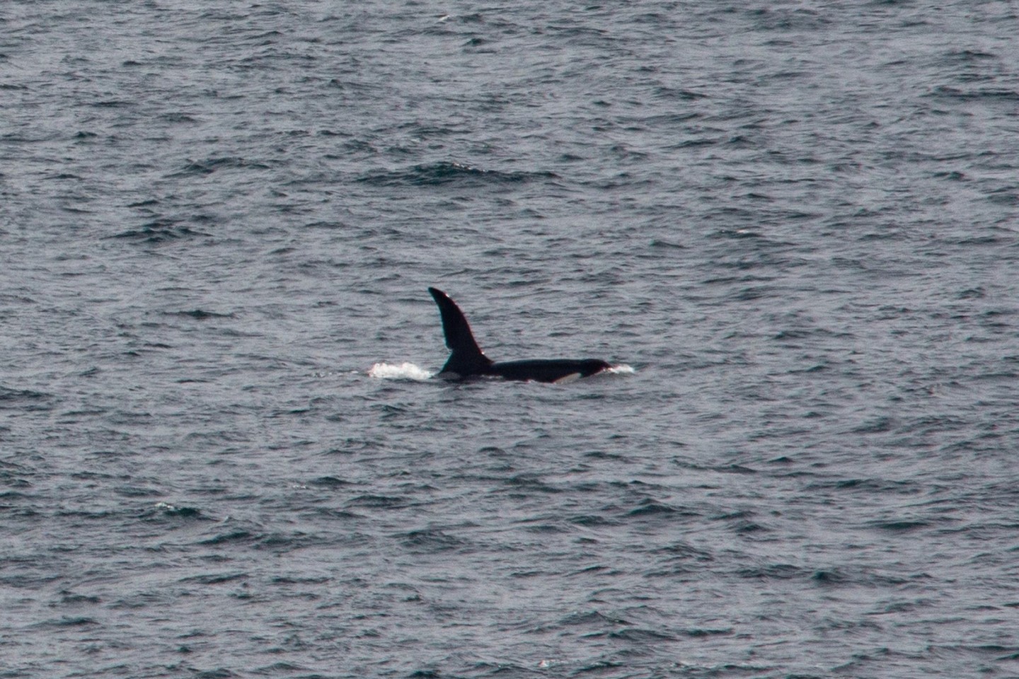 Ein Orca schwimmt vor der Südwestküste Englands. (Symbolbild)
